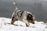 BERGER AUSTRALIEN PUPPIES 464